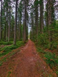 Dirt road along trees in forest