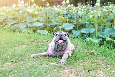 Dog lying on grass