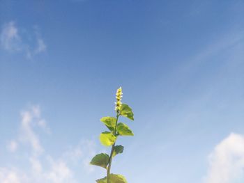 Low angle view of plant against blue sky