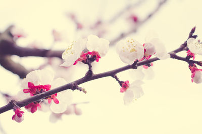 Close-up of pink flowers blooming in park