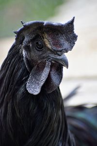 Close-up portrait of ayam cemani rooster
