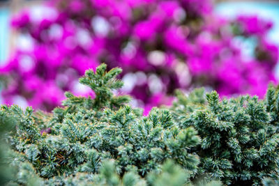 Close-up of pink flowering plant