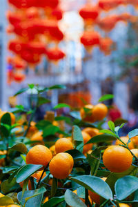 Bushes with ripe mandarin on hong kong street. city street green decor. photo with soft focus 