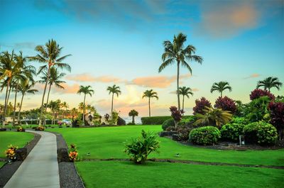Scenic view of palm trees on sunny day