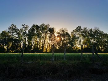 Trees on field against sky during sunset