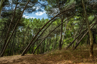 Trees growing in forest