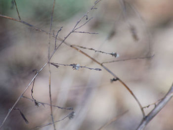 Close-up of dried plant