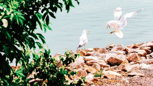 Seagulls perching on rock by sea