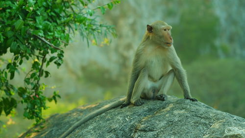 Monkey sitting on a tree