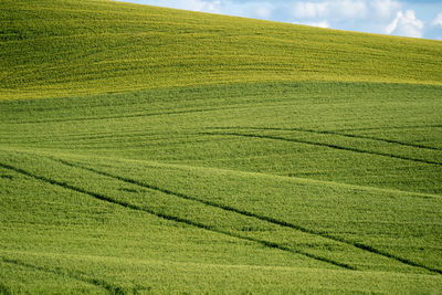 Scenic view of agricultural field against sky