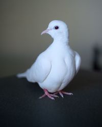 Close-up of a bird