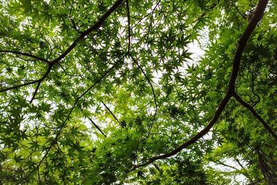 Low angle view of trees