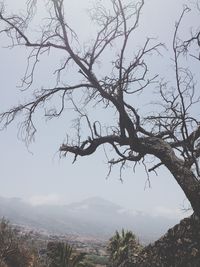 Bare trees against sky