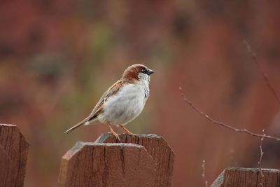 Close-up of bird perching on wooden post