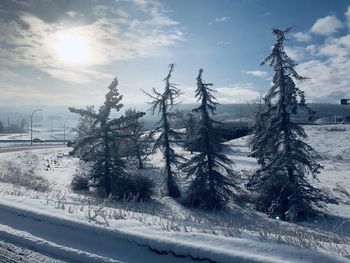 Snow covered plants against sky