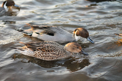 High angle view of ducks in lake