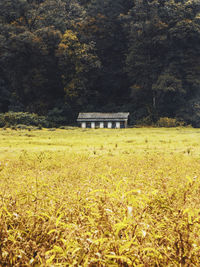 Scenic view of field