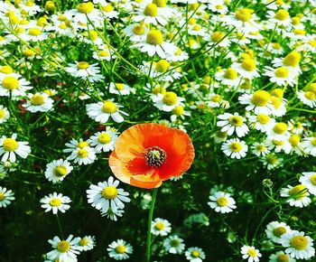 Close-up of white flowering plants on field