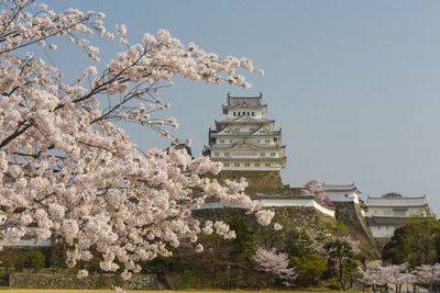 Low angle view of cherry blossom tree by building against sky