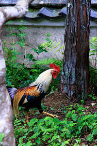 View of a bird on tree trunk