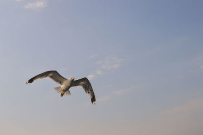 Low angle view of seagull flying against sky
