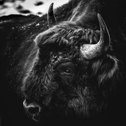 Close-up of european bison