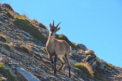 Low angle view of goat on mountain against clear blue sky