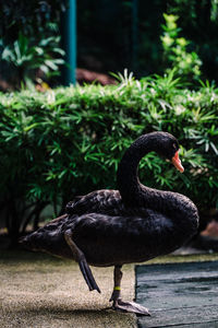 Close-up of black swan