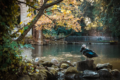 Bird on rock by lake