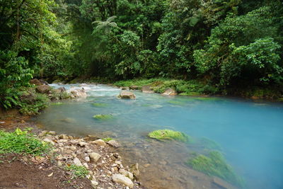 Scenic view of river in forest