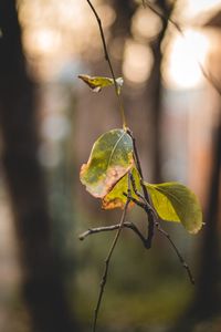 Close-up of leaf on plant