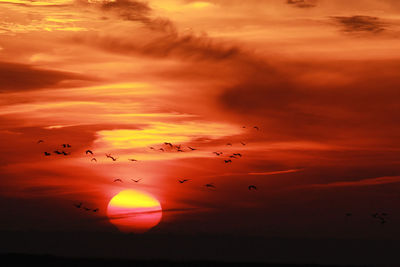 Silhouette birds flying against sky during sunset