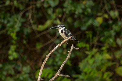 Close-up of bird perching on branch