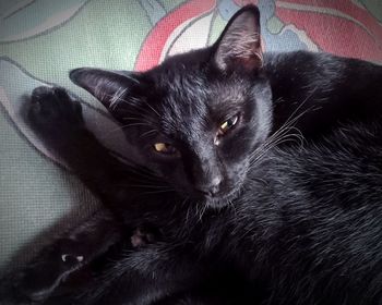 Close-up portrait of black cat