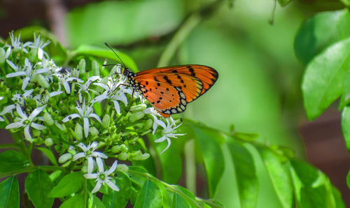 Close-up of butterfly pollinating on flower