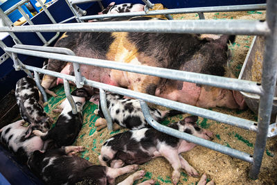 High angle view of pig with piglets relaxing in shed