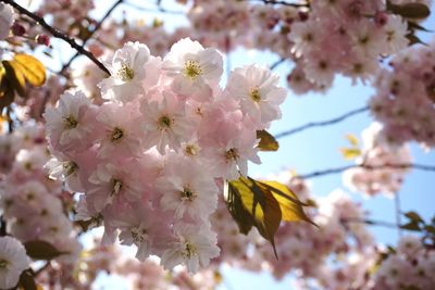 Close-up of pink cherry blossoms in spring