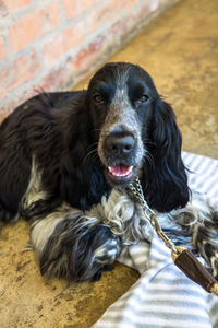 Portrait of black dog relaxing on floor