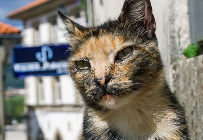 Close-up portrait of a cat