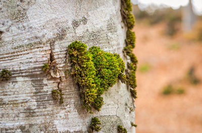 Close-up of moss growing on tree trunk