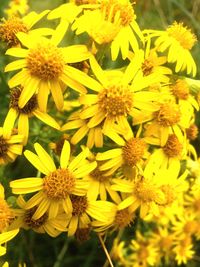 Close-up of yellow flowers blooming outdoors