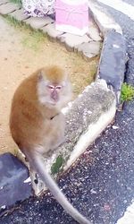 Monkey on stone wall