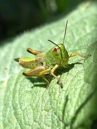 Camouflage background of grasshopper on leaf