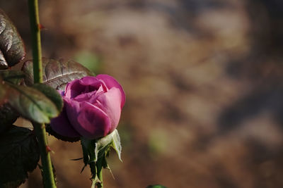 Close-up of pink rose