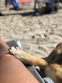 Midsection of person with dog