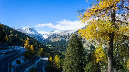 Scenic view of pine trees and snowcapped mountains against sky