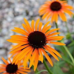 Close up of a gerbera daisy