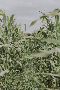 Close-up of crops growing on field