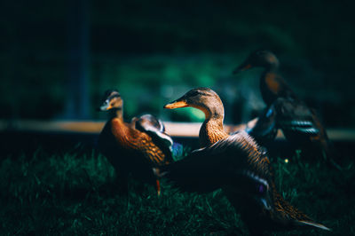 Mallard duck on field, loch ness, scotland 