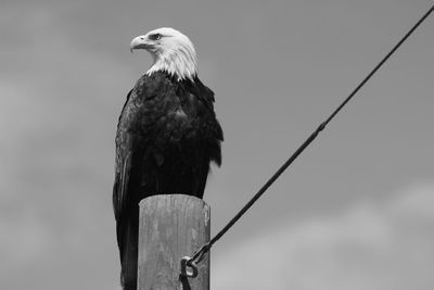 Low angle view of eagle perching on wooden post against blue sky